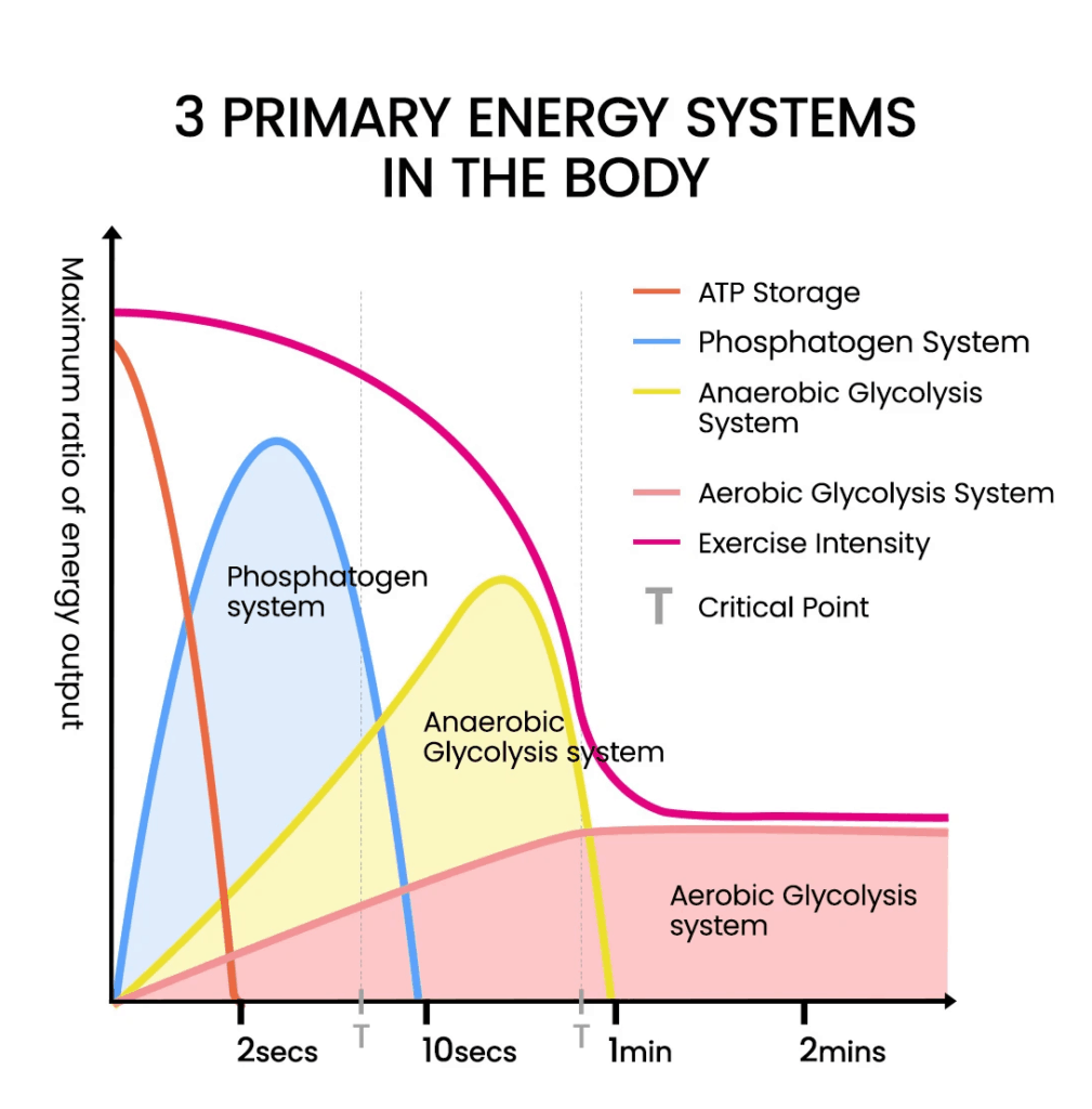 3 hlavné energetické systémy v ľudskom tele človeka